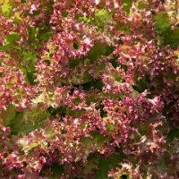 Veg - red and green lettuce leaves